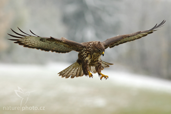 Káně lesní (Buteo buteo)