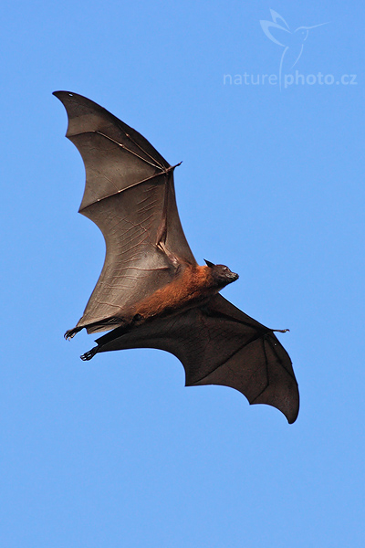Kaloň indický (Pteropus giganteus)