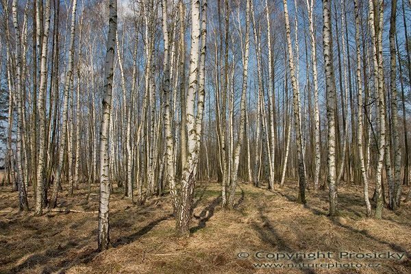 Břízy