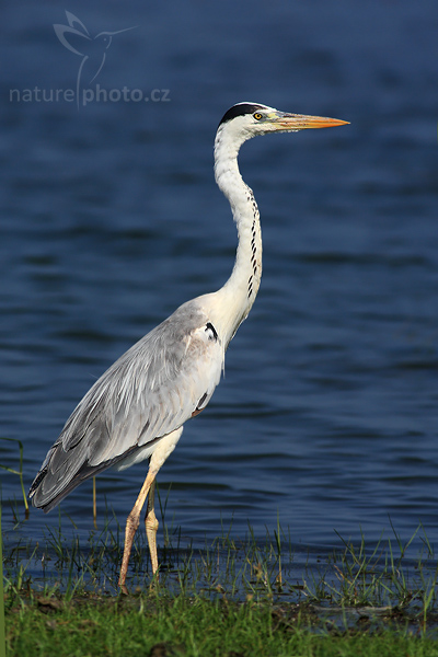 Volavka popelavá (Ardea cinerea)