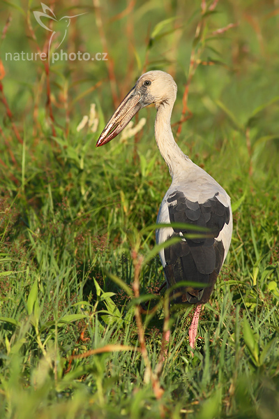 Zejozob asijský (Anastomus oscitans)