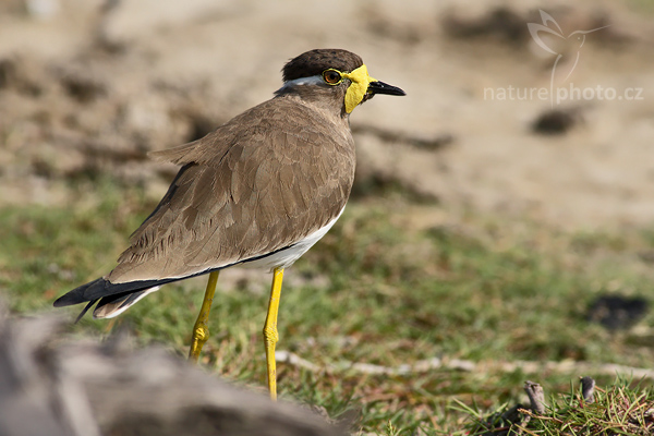 Čejka indická (Vanellus malabaricus)