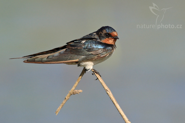Vlaštovka obecná (Hirundo rustica)