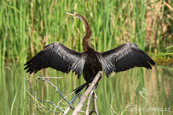 Anhinga rezavá (Anhinga melanogaster)