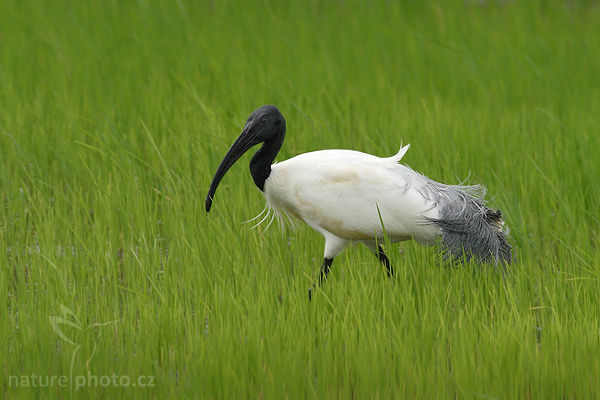 Ibis černohlavý (Threskiornis melanocephalus)
