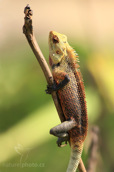 Lepoještěr zelený (Calotes calotes)