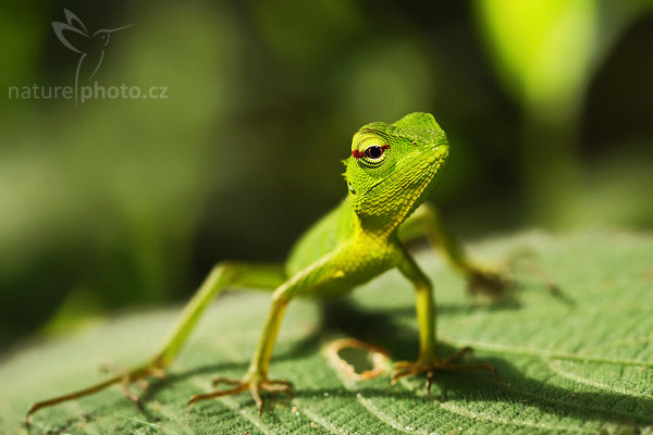 Lepoještěr zelený (Calotes calotes)