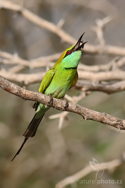 Vlha proměnlivá (Merops orientalis)