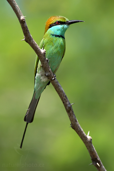 Vlha proměnlivá (Merops orientalis)