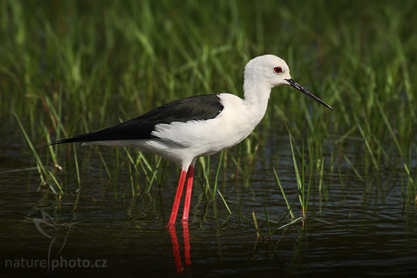 Pisila čáponohá (Himanthopus himantophus)