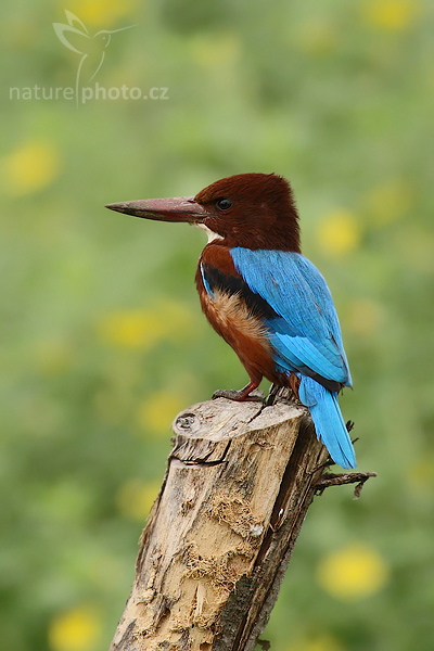 Ledňáček hnědohlavý (Halcyon smyrnensis)