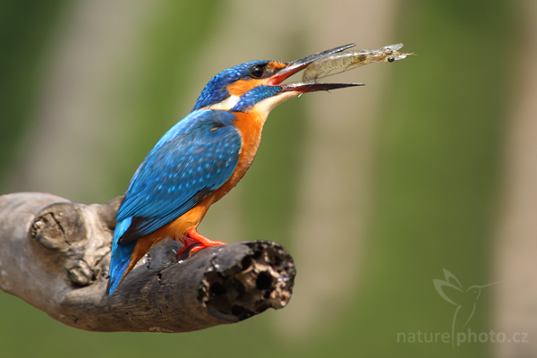 Ledňáček říční (Alcedo atthis)