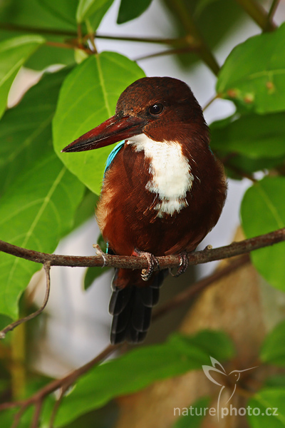 Ledňáček hnědohlavý (Halcyon smyrnensis)