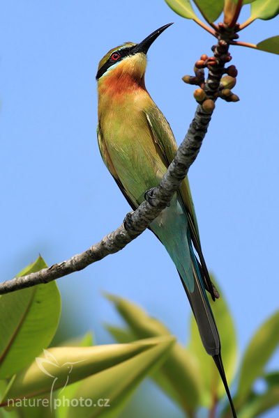 Vlha modroocasá (Merops philippinus)