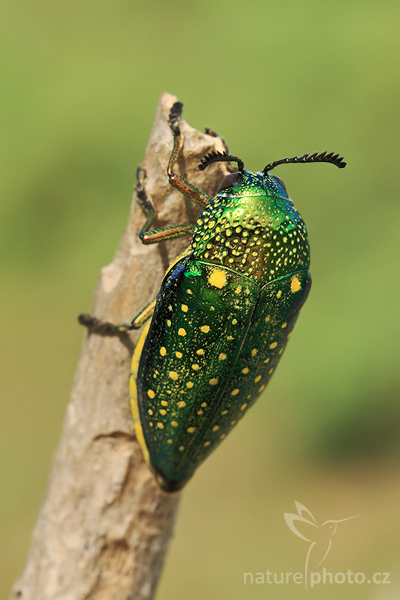 Krasec (Sternocera sternicornis)