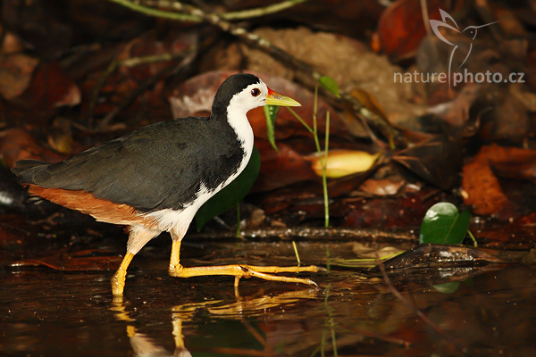 Chřástal běloprsý (Amaurornis phoenicurus)