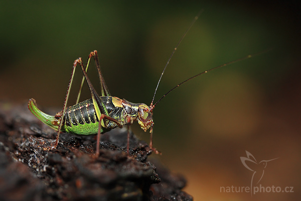 Kobylka smrková (Barbitistes constrictus)
