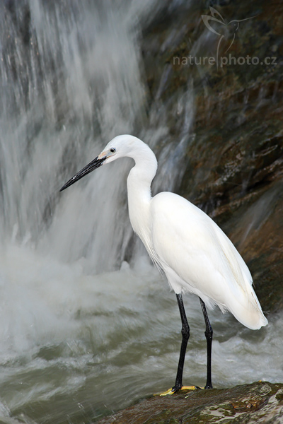 Volavka bělostná (Egretta thula)