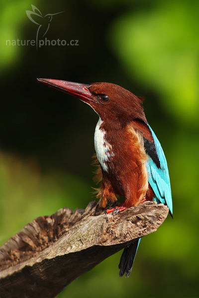Ledňáček hnědohlavý (Halcyon smyrnensis)