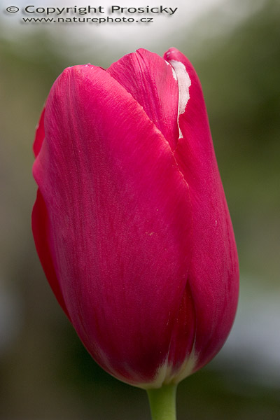 Červený tulipán