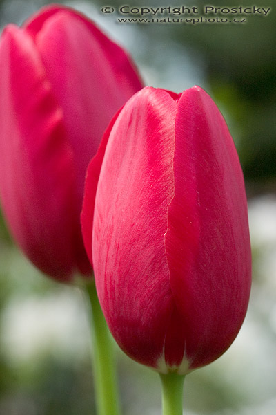 Červené tulipány