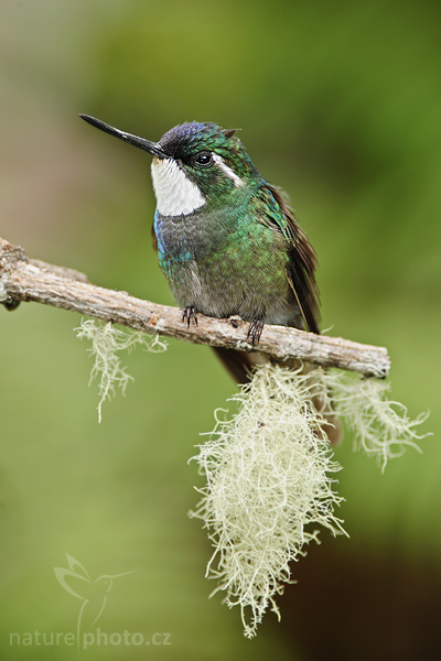 Kolibřík pokřovní (Lampornis castaneoventris)