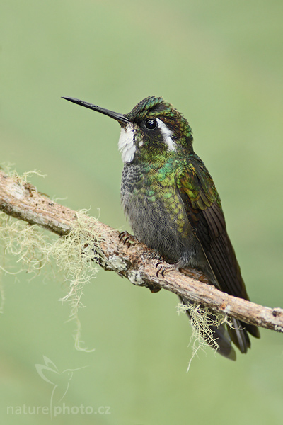 Kolibřík pokřovní (Lampornis castaneoventris)