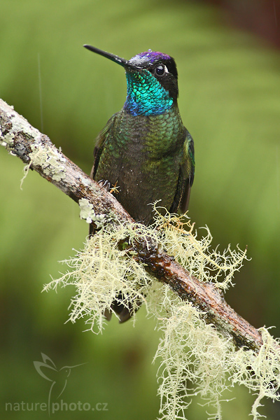 Kolibřík skvostný (Eugenes fulgens)