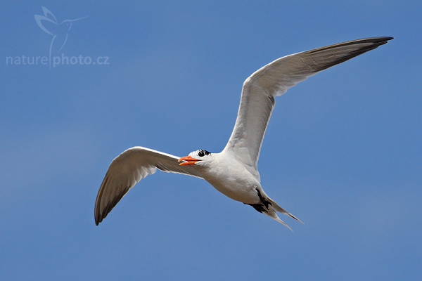 Rybák obecný (Sterna hirundo)