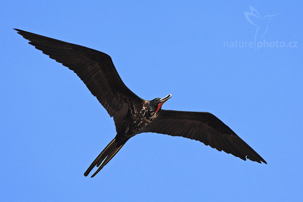 Fregatka vznešená (Fregata magnificens)