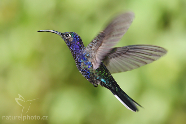 Kolibřík purpurový (Campylopterus hemileucurus)