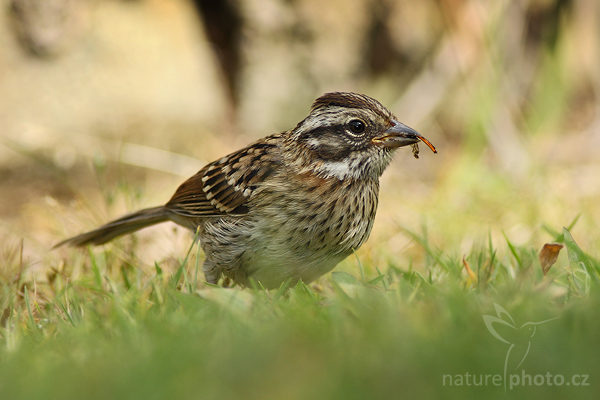 Strnadec pruhohlavý (Melospiza lincolnii)