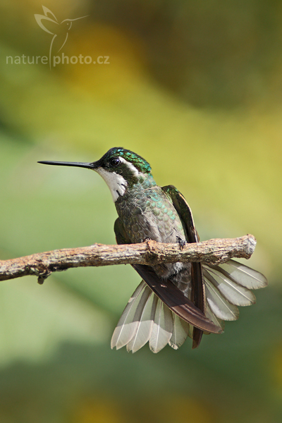 Kolibřík pokřovní (Lampornis castaneoventris)