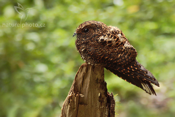 Lelek šerý (Caprimulgus saturatus)