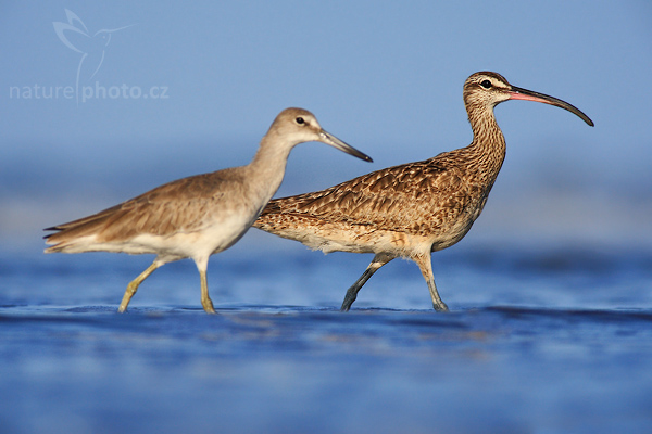 Koliha malá (Numenius phaeopus)