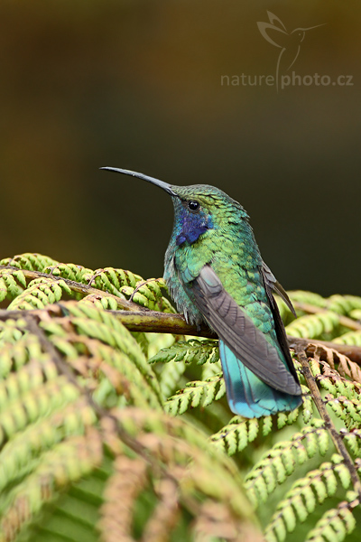 Kolibřík zelený (Colibri thalassinus)