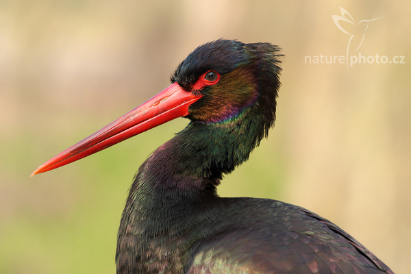 Čáp černý (Ciconia nigra)