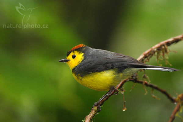 Lesňáček obojkový (Myioborus torquatus)