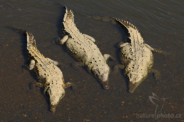 Krokodýl americký (Crocodylus acutus)
