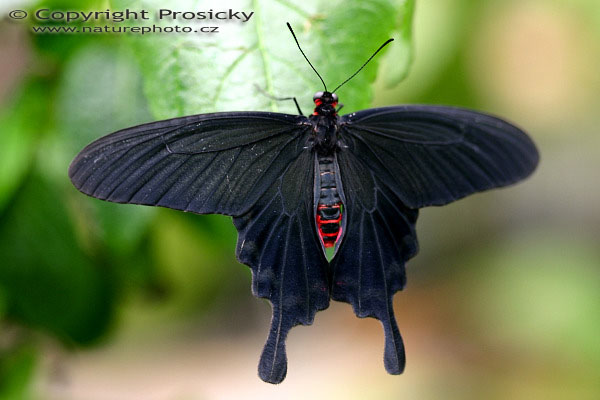 Common Rose (Pachliopta aristolochiae)