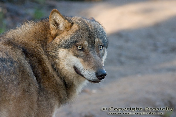 Vlk obecný eurasijský (Canis lupus lupus)