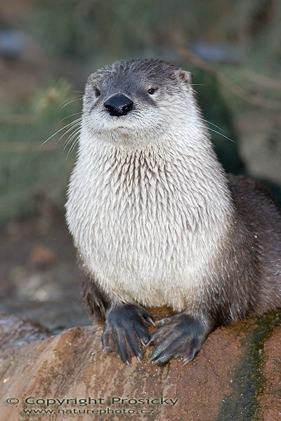 Vydra severoamerická (Lutra canadensis)