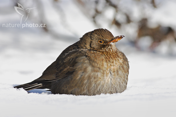 Kos černý (Turdus merula)