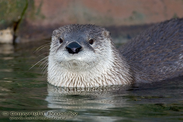 Vydra severoamerická (Lutra canadensis)