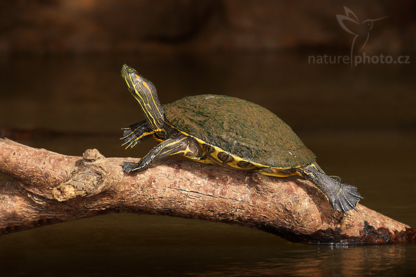 Želva nádherná (Trachemys scriptta)