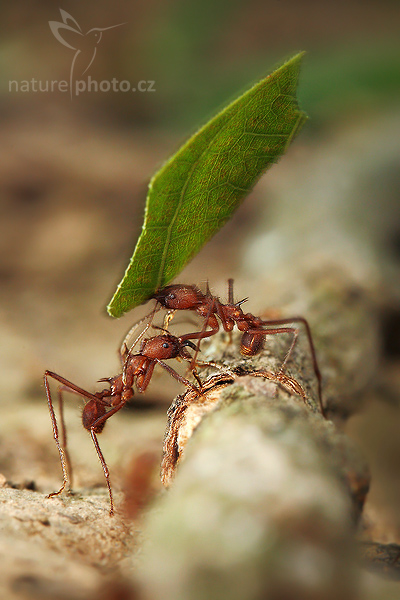 Mravenci rodu Atta (Atta cephalotes)