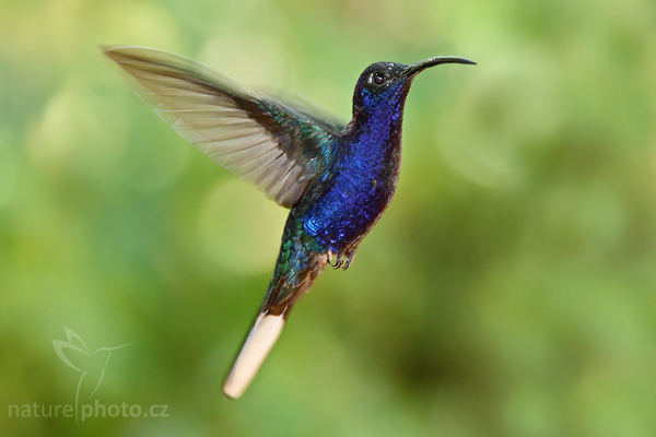 Kolibřík purpurový (Campylopterus hemileucurus)