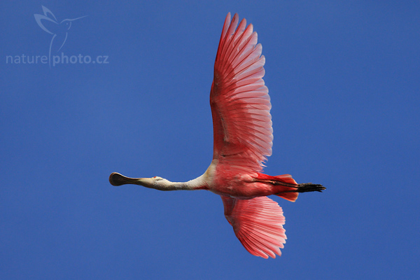 Kolpík růžový (Platalea ajaja)