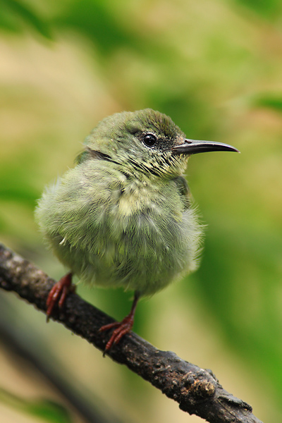 Květomil modrý (Cyanerpes cyaneus)