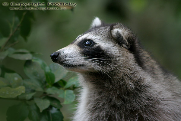 Mýval malý (Procyon minor)